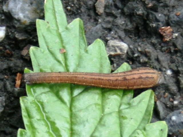 ヤマビル　引用元；ヤマビル　Wiki